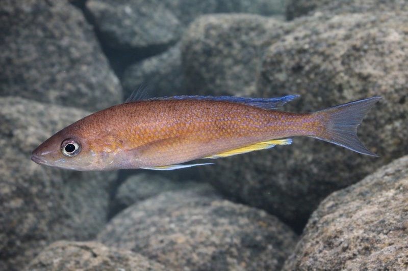 Cyprichromis pavo 'Kamakonde'